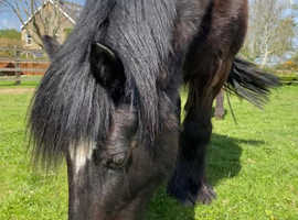 Pony available for permanent loan