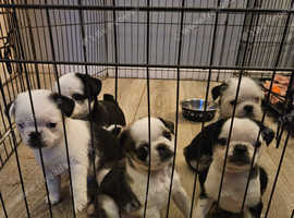 Blue eyed pups, 75% pug,  25% shitzu, blue eyes
