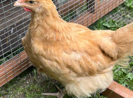 Buff orpington cockerels