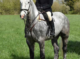 Stunning 16.2hh Irish draught x cob gelding