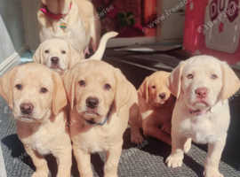 Pure Labrador puppies