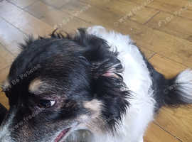 Looking to rehome female border collie