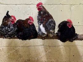 Bantam cockerels for sale.