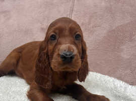 Irish setter hot sale puppies kijiji