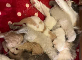 Main coon x ragdoll kittens