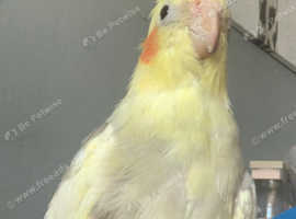 3x cockatiels and full cage set up