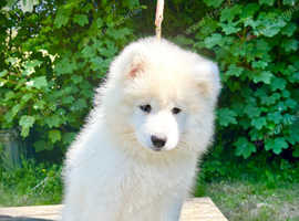 Exceptional KC Samoyed Pups. Happy, Healthy & Ready Now!