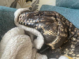 Male tegu