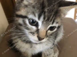 Adorable Kittens
