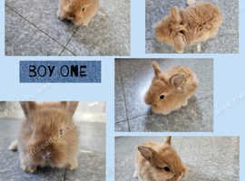5 beautiful litter of dwarf lionhead cross mini lion lop ready to reverse