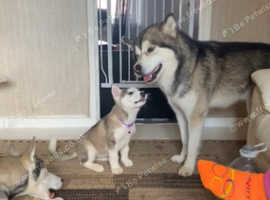 Husky pupps