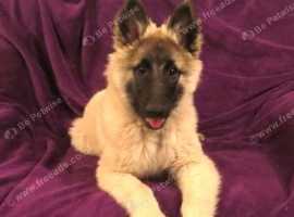 Belgian Shepherd (Tervuren)  Girl Puppy