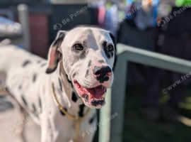 15 month dalmatian ENZO