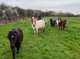 Pairs of miniature horses for loan