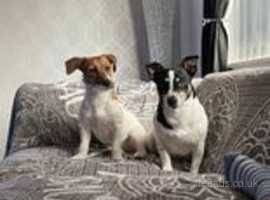 JACK RUSSELL PUPS READY NOW