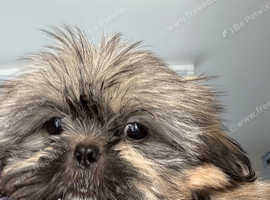 Shihtzu puppy male