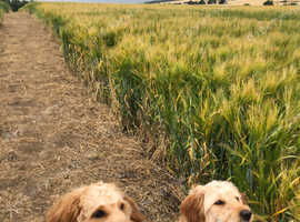 Mini Goldendoodle puppies