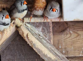 Job lot of zebra and bengalese finches for sale