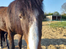 Lovely project pony 3 yr gelding