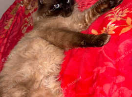 Mink sepia ragdoll male
