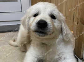 2 CHUNKY GOLDEN RETRIEVER PUPPYS