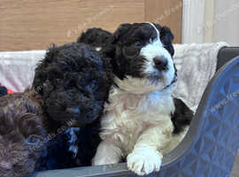 Cockapoo parti puppies