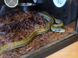 Rat snake