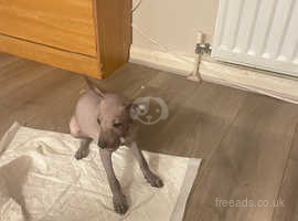 Mexican hairless