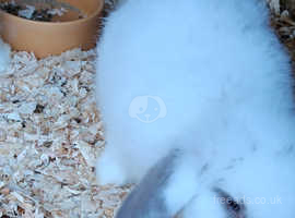 Baby dwarf lop bunnies for sale