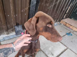10 month old brown tan doberman