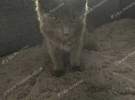 Nebelung kitten  to good home