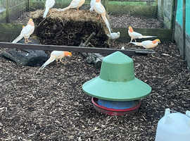 Various Pheasants For Sale