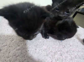 Selling melanistic kittens
