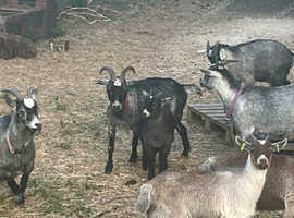 5 nanny Pygmy goats 1 weather for sale