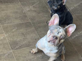 Frenchie for rehoming
