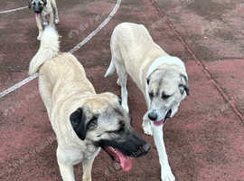 Turkish kangal female