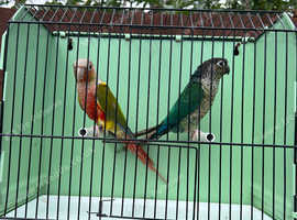 Proven pairs conure