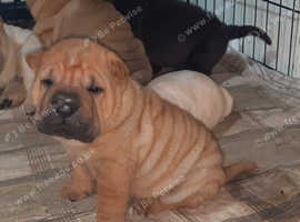 brushcoat Chinese Shar Pei's puppies