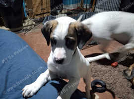 American bulldog x boxer