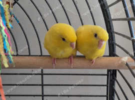 Breeding pair of Lineolated parrots & cage