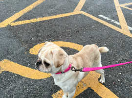 Panda pug in need of new home
