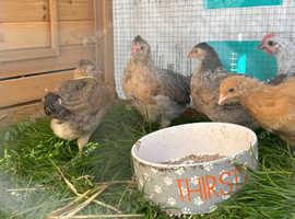 Cream Legbar Female Pullets chickens