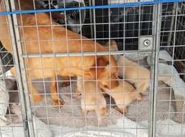 Adorable Labrador Retriever Puppies