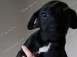 Patterdale terrier puppies for sale store north east