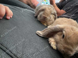 2 male rabbits