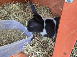 Baby rabbits for sale