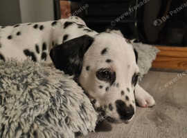 KC registered Dalmatian Pups