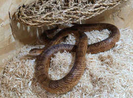 Male corn snake