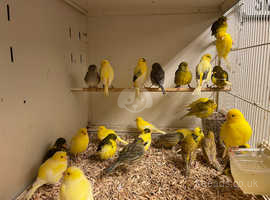 Fife Canaries