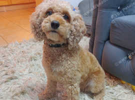 Pra clear F2B toy cavapoo female